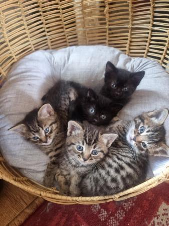 Image 13 of Ready to go ASAP Maine coon Cross kittens