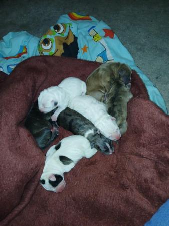 Image 7 of Staffordshire bull terrier puppies