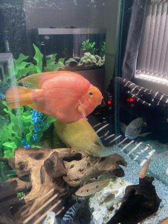 Image 3 of American cichlids tropical fish updated cheap