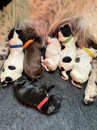 Image 7 of SPROCKER PUPPIES FOR SALE