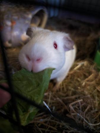 Image 4 of 8 month old male albino guinea pig