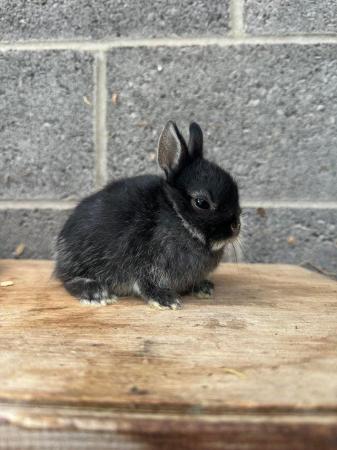 Image 4 of **ONE GIRL LEFT**Netherland Dwarf Baby Rabbit