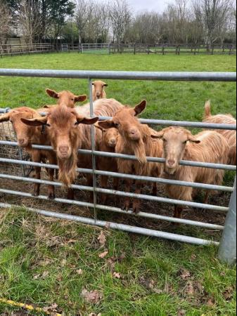 Image 1 of Golden Gurnseys - Small Herd For Sale Including Billy