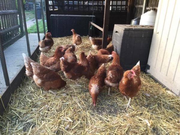 Image 2 of Fully vaccinated hybrid hens