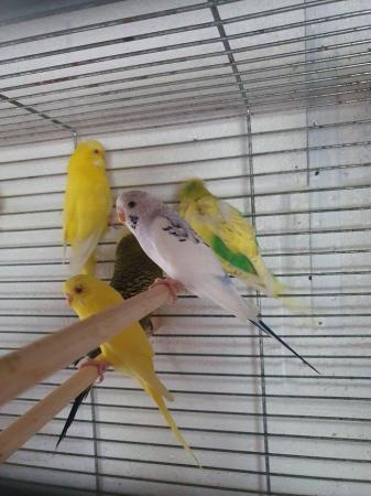 Image 5 of Selection of budgies available