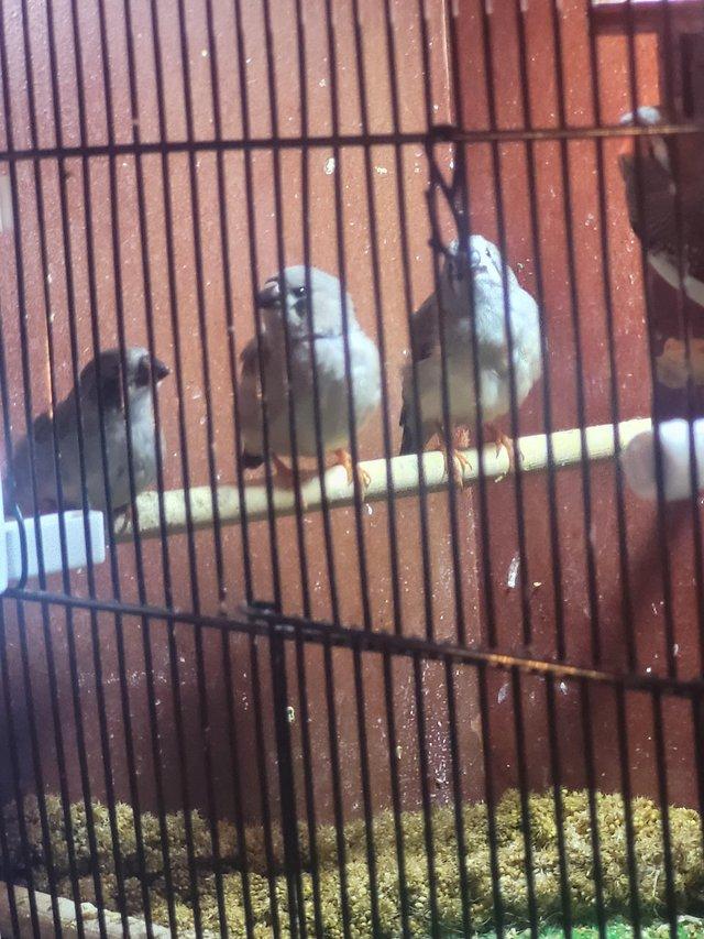Preview of the first image of 12 weeks  old black faced  zebra finches.