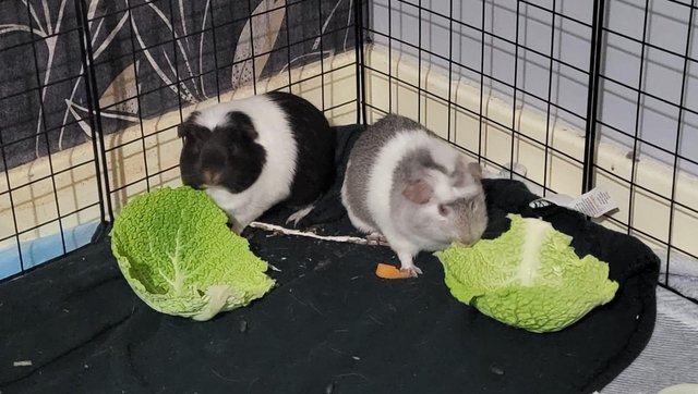 Image 4 of Six Tame Guinea Pigs For Sale
