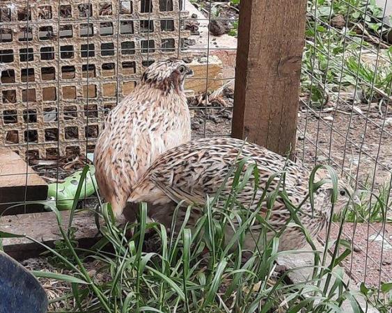 Image 2 of Various breeds Quail hatching eggs