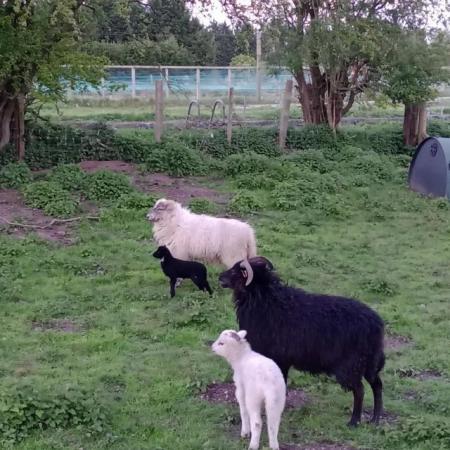 Image 3 of Tup lambs including Shetlands with certificates
