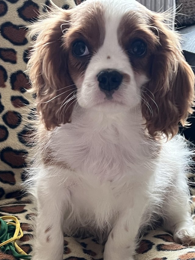 Preview of the first image of Stunning King Charles cavalier boy.