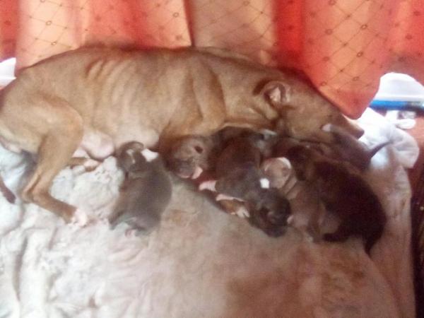 Image 3 of Staffiture terrier puppys