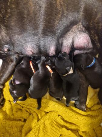Image 15 of Staffordshire bull terrier pups