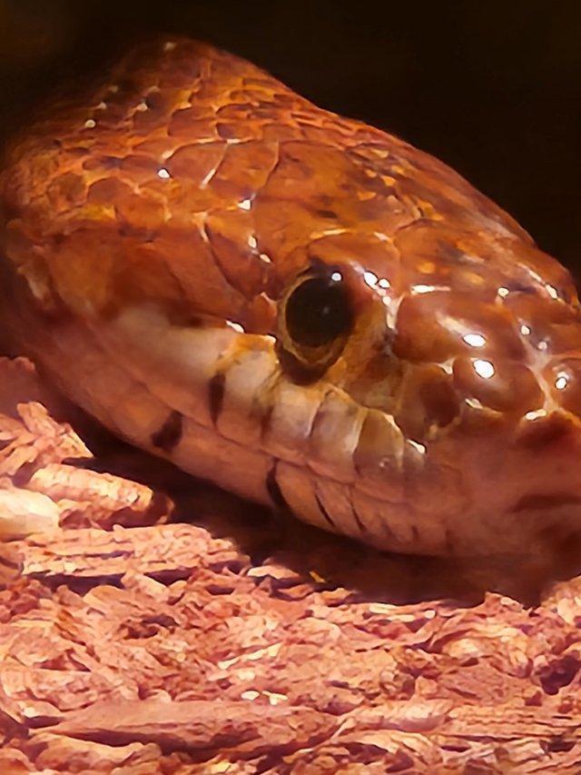 Preview of the first image of Two lovely, well handled corn snakes. With full set up!.