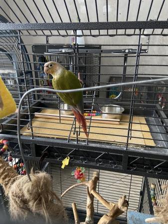 Image 1 of Silly tame female pineapple conure now available