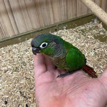 Image 1 of Conures Now Available - Hand Tame and Hand Reared