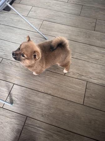 Image 6 of Shiba Inu X puppy for sale