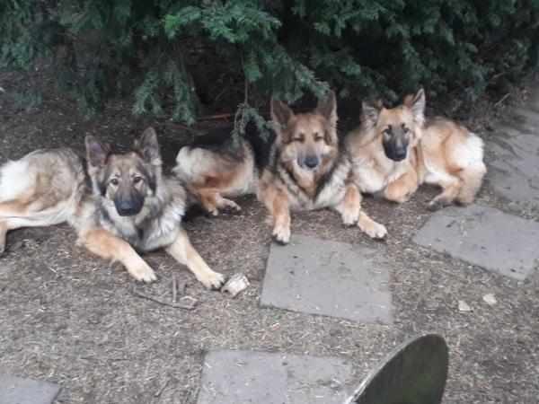 German Shepherd Dogs For Sale in Derby, Quarndon - Image 6