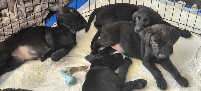 Image 5 of Working black lab puppies for sale