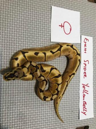 Image 6 of Cb 21 royal pythons various morphs available