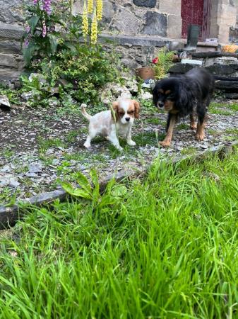 Image 12 of Cavalier King Charles spaniels  Ready Now !!!