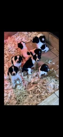 Image 5 of Ready now 4 Springer spaniel puppies