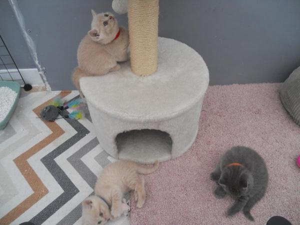 Image 7 of Beautiful British Shorthair Kittens in St Helens 450 pounds