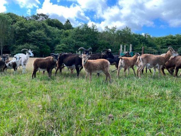 Image 3 of Soay sheep for sale lambs, ewes, shearling rams