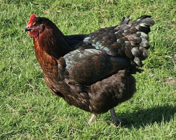 Image 2 of Large fowl Hybrid chickens