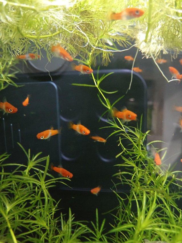 Preview of the first image of Koi swordtails for sale  £1 each or 6 for £5.