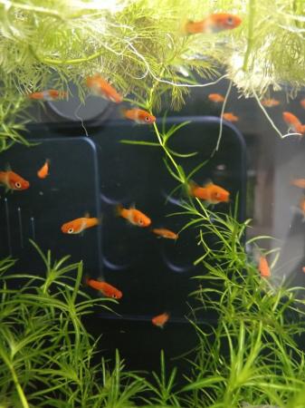Image 1 of Koi swordtails for sale  £1 each or 6 for £5