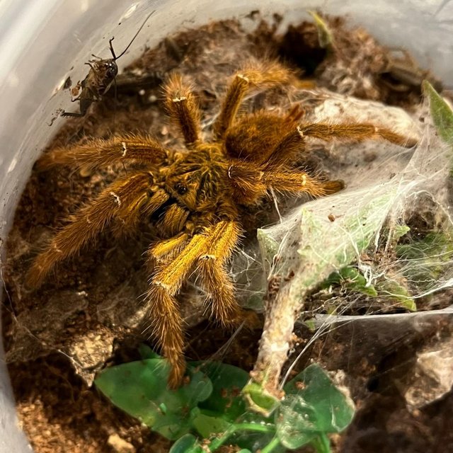 Preview of the first image of Various Tarantulas for sale.