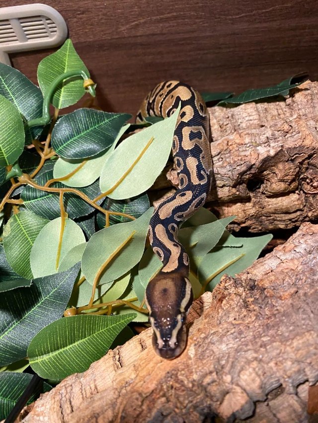 Preview of the first image of Royal Python / Ball Python 6 months old unsexed.