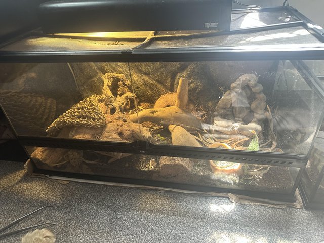 Preview of the first image of Medium Exo Terra reptile tank.