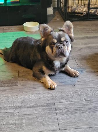 Image 1 of kc registered fluffy/carrier French bulldog puppies