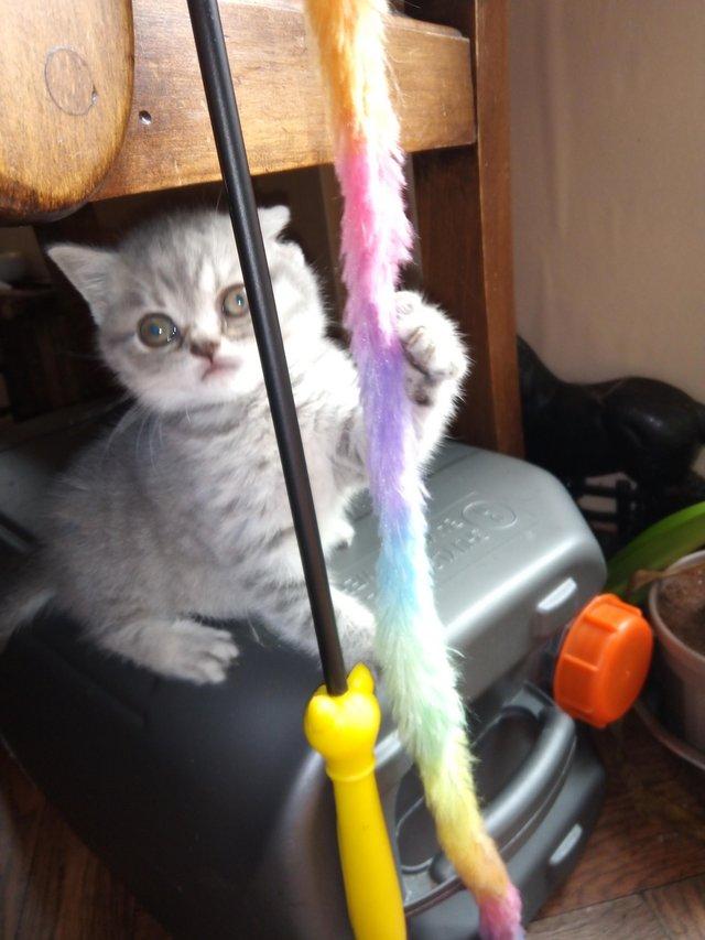 Preview of the first image of Stunning full British Shorthair kittens.