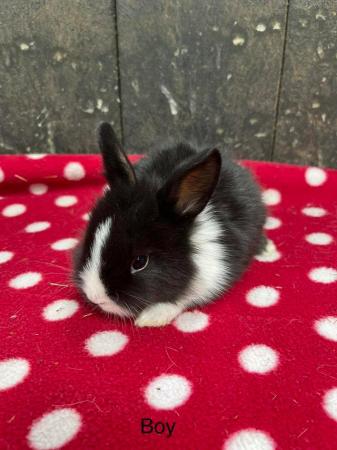 Image 7 of Stunning mini lop and lion head rabbits