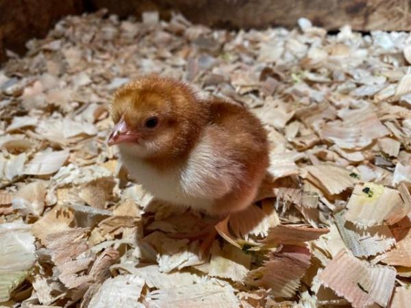 Image 3 of Rhode Island Red Chicks (Unsexed) - 1 week old