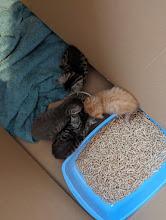 Image 4 of Ragdoll cross Kittens - 2 boys