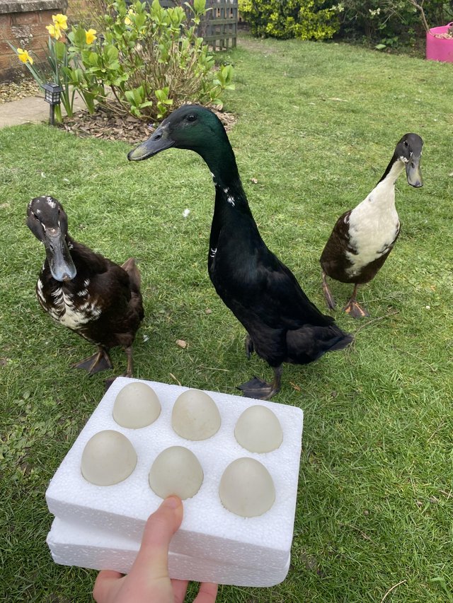Preview of the first image of Fertile Hatching Runner Duck Eggs + Ducklings.