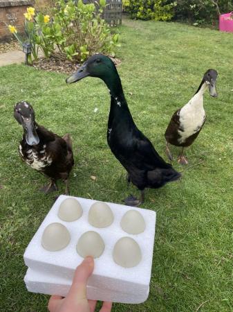 Image 1 of Fertile Hatching Runner Duck Eggs + Ducklings