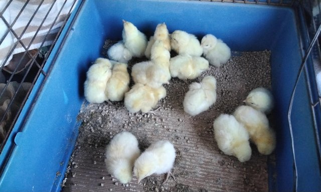 Image 2 of Breese chicks has hatched