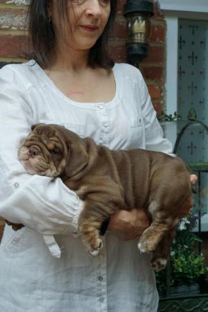 Image 1 of REDUCED Margrove Bullies last Chocalate and tan girl!