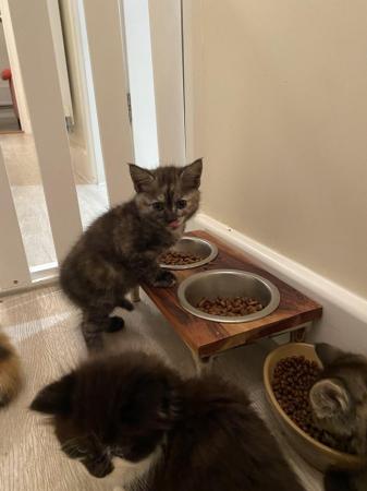Image 15 of Playful kittens seeking loving homes