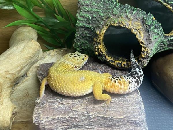 Image 2 of Female Leopard gecko for sale