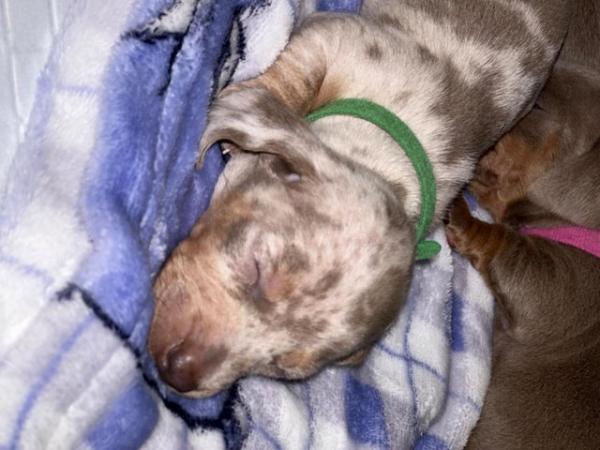 Image 17 of Minature dachshund puppy’s