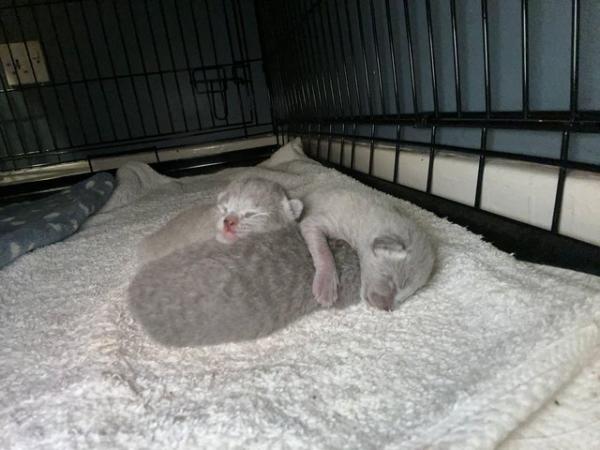 Image 8 of Gorgeous Russian blue kittens