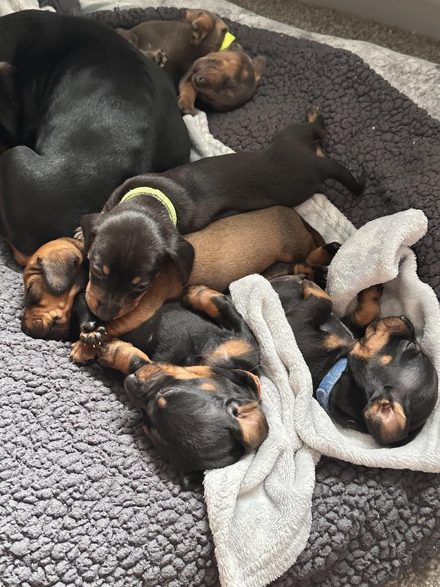 Preview of the first image of 5 week old boy miniature dachshund puppies..