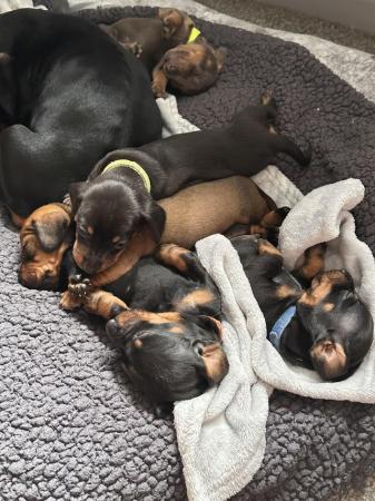 Image 1 of 5 week old boy miniature dachshund puppies.