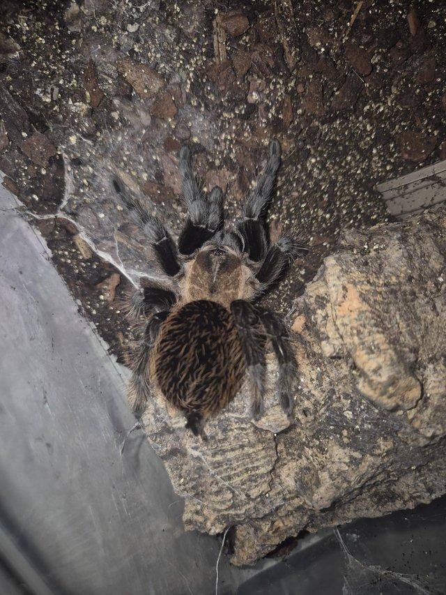 Mexican rose gray tarantula — photo 2 of 4
