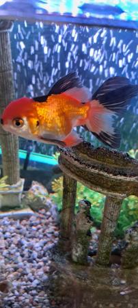 Image 3 of Goldfish for sale oranda and fantailvarieties colours
